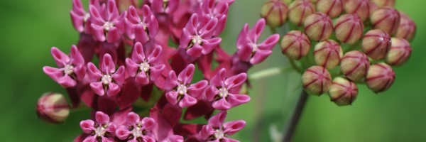 A close-up of purple milkweed.