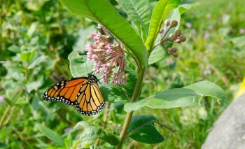 A monarch butterfly sits on a flowering milkweed.