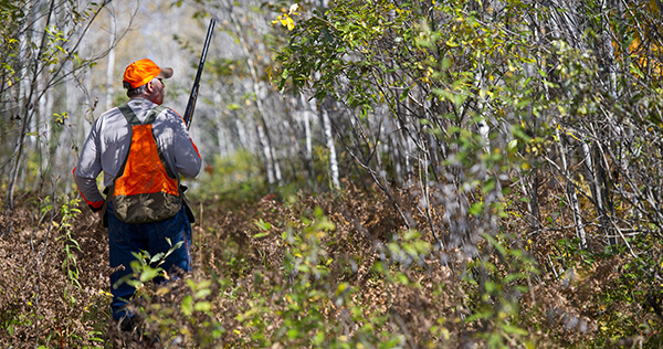 Hunter carrying firearm in aspen forest