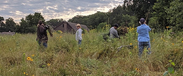 volunteers removing invasive plants from field