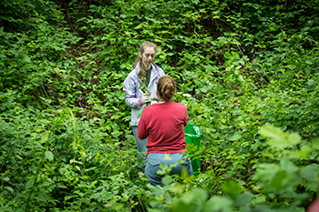 Volunteers in forest putting invasive plants in garbage bag