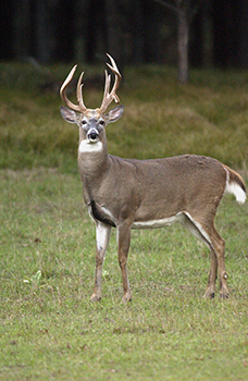 buck whitetail deer in field