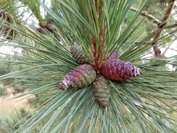 Closeup image of oval-shaped red pine cone and deep green needles