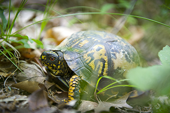 close-up photo of eastern box turtle