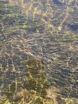 A picture of the Boardman River streambed showing didymo clumps attached to submerged vegetation.
