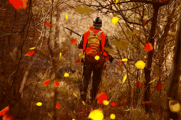 A hunter wearing camouflage, orange and a backpack walks in the woods with animated fall colored leaves falling in the foreground.