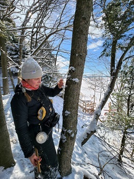 A woman dressed in outdoor winter gear is placing a small tag on the trunk of a hemlock tree on a snowy cliff above Lake Michigan.