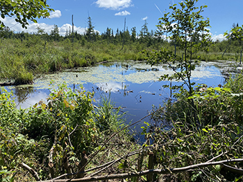 A view of a wetland, on a blue-sky day on Sugar Island is shown.