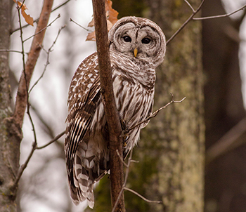 A close-up photo of a barred owl is shown, one of 10 species possible to see in the eastern Upper Peninsula.