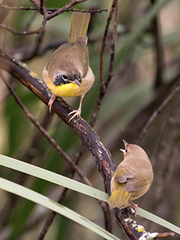 Two common yellowthroats are shown in a close-up photo. The birds are one of many warbler species of the east U.P.