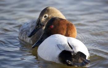 Two canvasback ducks, one male and one female, huddle together while floating on the water.