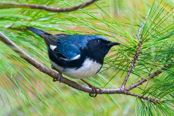 A black throated blue warbler, a small blue, black, and white songbird, perches on a pine tree.