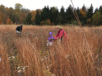 three people collecting wildflower seeds in field