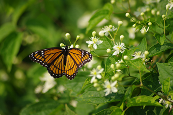 monarch butterfly on white wildflowers