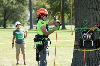 a woman wearing an orange helmet, yellow shirt and safety gear attaches cables to a large tree, preparing to climb, as a man in helmet watches