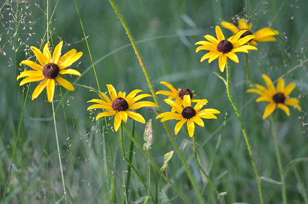 With their brown centers and golden yellow petals, a group of blooming black-eyed Susans stands in late Michigan summertime.