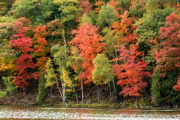 Scenic fall foliage along a river