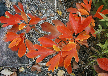 Orange-red sassafras leaves on tree