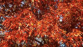 Orange-red Shumard oak leaves on tree