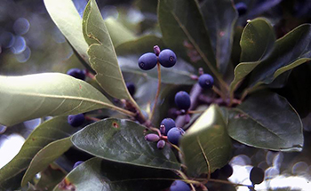 leaves and berries of black tupelo tree