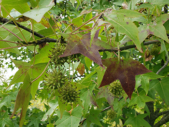 leaves and gumballs on branches of a sweet gum tree