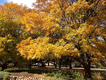 Kentucky coffeetrees with yellow fall foliage