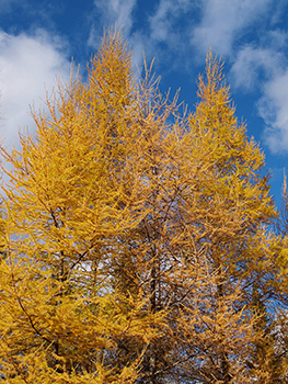 tamarack trees with yellow fall foliage