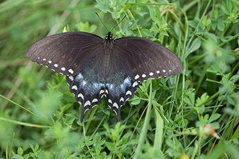 Spicebush swallowtail butterfly on grass