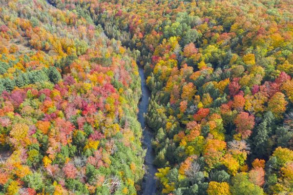 Aerial image of autumn forest with a river running through it