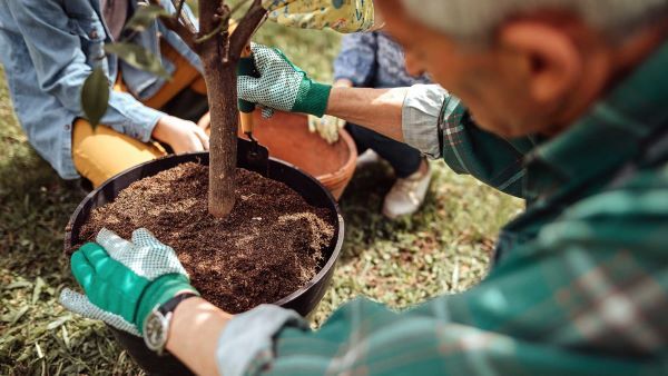 Closeup of a person planting a tree