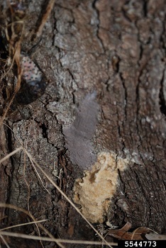 A gray, putty-like spotted lanternfly egg mass (center) above a fuzzy, tan spongy moth egg mass on a tree trunk.