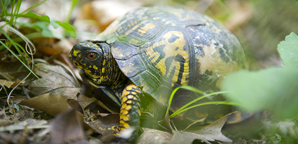 box turtle on leaf-strewn grass