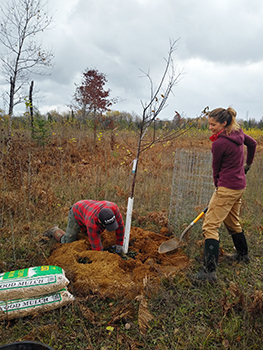 women digging hole with shovel while man pushes dirt around small tree