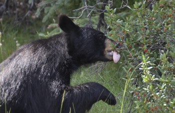 A black bear munches on a berry bush in the afternoon light.
