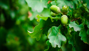 A detail of a white oak tree showing toothed green leaves and a cluster of acorns, smooth nuts with rough caps. 