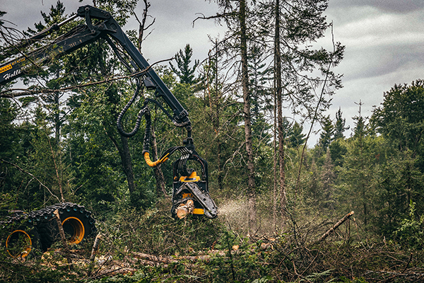Sawdust and wood chips fly as a timber machine cuts into a tree in a timber stand.