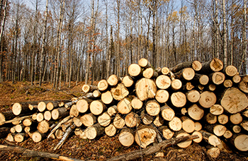 Aspen logs are shown stacked in a large pile awaiting transport after being cut.
