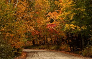 An empty dirt road curves behind an autumnal forest bend.