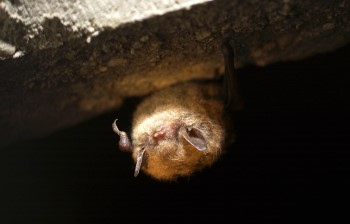 A small, fuzzy brown bat emerges from a darkened overhang.