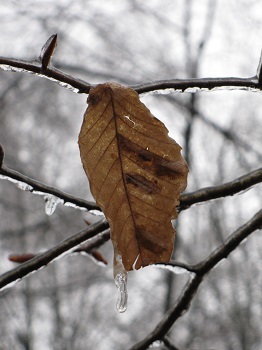 A brown beech leaf with dark striping between the veins. The leaf is hanging from a twig with other twigs and winter landscape behind it.