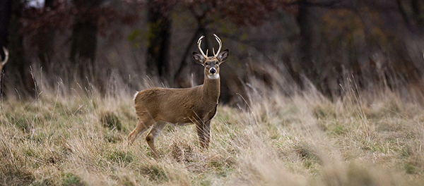 buck deer in field with forest in background