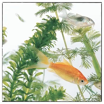 Close up of an aquarium showing a goldfish in the center, a silver fish above, in front of aquatic plants.