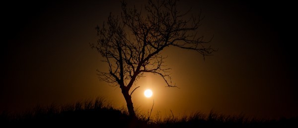 A dull orange sun sets on a shadowed landscape as the gnarled trunks of a tree curls toward the sun.