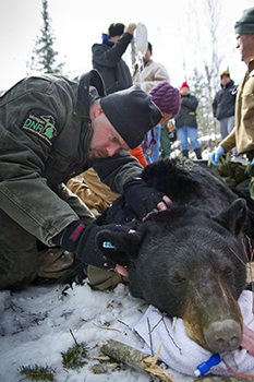 DNR wildlife biologist examines sedated black bear