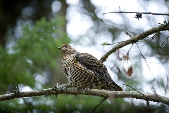 A spruce grouse perches on a tree branch with trees and blue sky in the background.