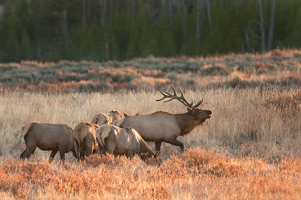 group of elk walking through field with forest in backgroun