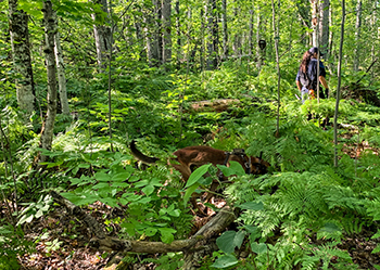  A Michigan State Police trooper works with a cadaver dog to search the woods in June 2022.