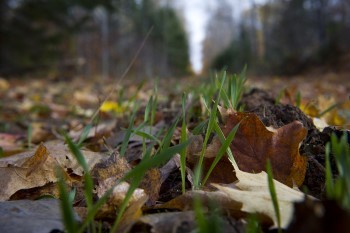 A patchwork blanket of fallen leaves covers still-green grass and rich, black soil.