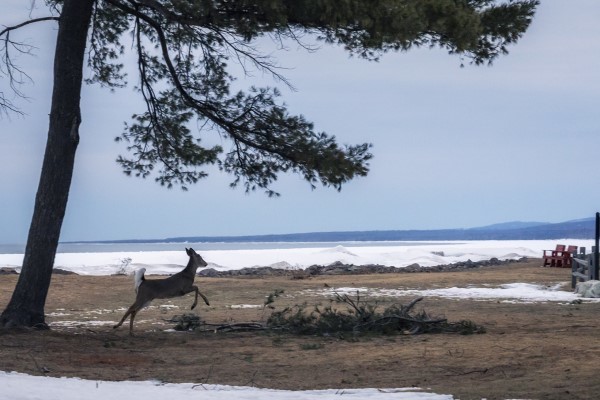 A white-tailed deer prances across a snow-bare patch of ground as wintry Lake Superior lays dormant in the background.