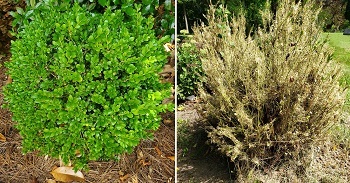 A healthy boxwood shrub shown next to a boxwood infested by box tree moth. The infested shrub is brown with skeletonized leaves.